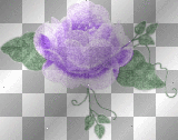 purple rose