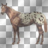 Pferd gefleckt