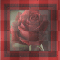 Rose In Frame  :-}