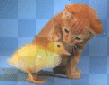 Chaton&canard