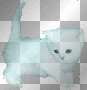 white kitty