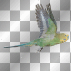 A Real Budgie!