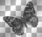 transparent butterfly
