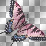 pink blue black butterfly