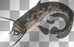 Animated Cat Fish  :-}