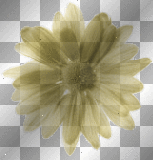Light~Golden~Rod color Daisy