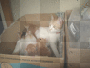 cat family