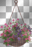 Hanging Plant  :-}