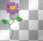 Purple Love Flower