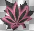 pink pot leaf
