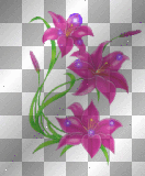 Flower summer spring