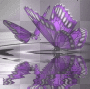 butterfly & water reflection