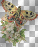 Flowers & Butterfly  (left)  **db**