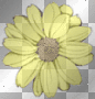 Rainbow Flower **db** Rainbow Flower **db**