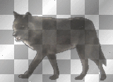 loup