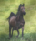 jador le cheval