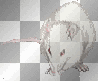 rat