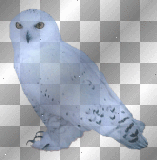 Beautiful White Owl  (right)  **dnb**