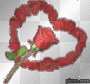 Red Rose