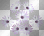 Aster
