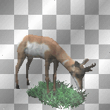 cerf
