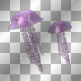 Jelly Fish