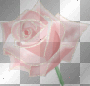 Glitter Rose