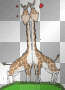 giraffen