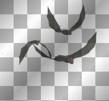 Bats