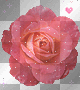 Rosa Rosa