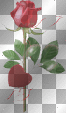 love roses hearts glitter cad888 