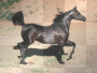 Pferd