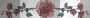 red rose