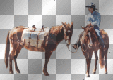 Cowboy & Horses =^-^=
