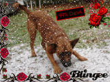 Miss Neisha's First Snow Dusting!
