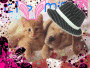 animaux