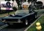 Animal car