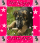 berger allemand 