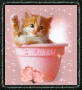 cute kitty