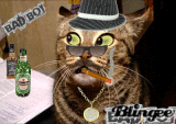 Crazy Cat