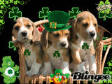Happy St. Patrick's Day!