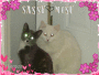cats