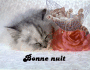chaton à la rose