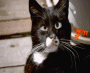 madcat