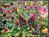 A Flower Garden