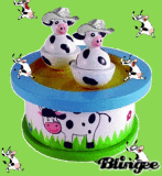 vaches