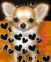 chihuahuaa
