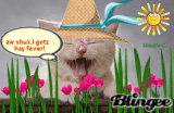 Hay fever kitty