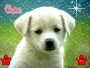 cutie dog