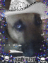 Dog do Faroeste!